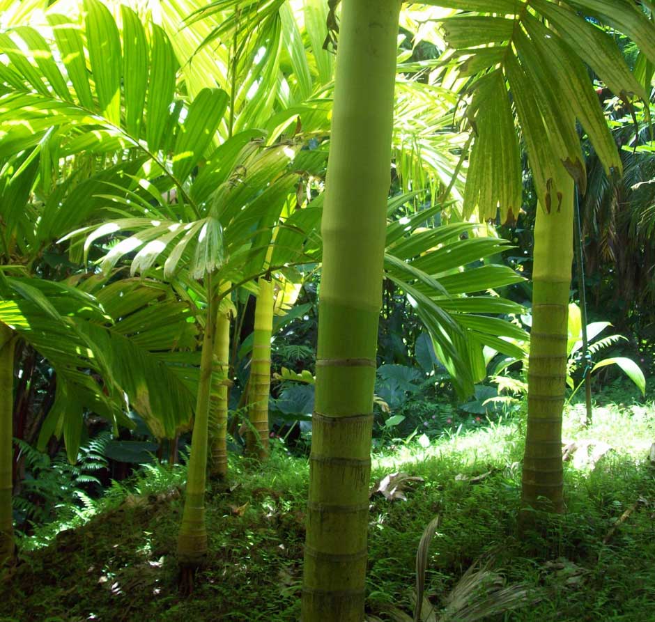 معرفی و راهنمای پرورش درختان میوه - نخل آرِکا